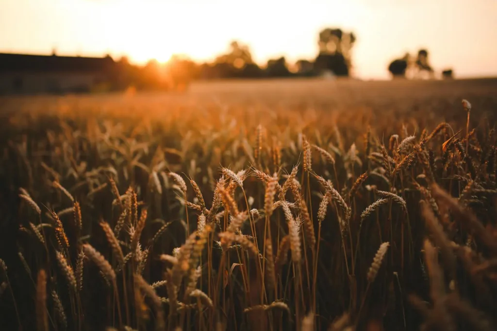 7 Ways to Boost Sustainable Farming