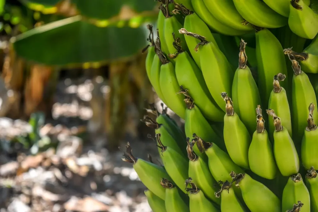 Discover Four Big Food & Beverage AI Use Cases That Drive Innovation